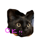 クロネコレンくん（個別スタンプ：3）