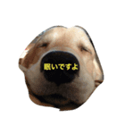 おっさん犬リティ男（個別スタンプ：1）
