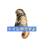 おっさん犬リティ男（個別スタンプ：3）