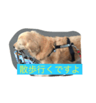 おっさん犬リティ男（個別スタンプ：4）