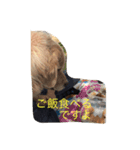 おっさん犬リティ男（個別スタンプ：5）