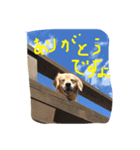 おっさん犬リティ男（個別スタンプ：6）
