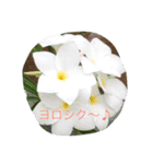 花からの言葉（個別スタンプ：4）