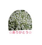 花からの言葉（個別スタンプ：6）