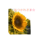 花からの言葉（個別スタンプ：8）