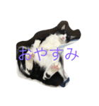 猫パトロール（個別スタンプ：1）