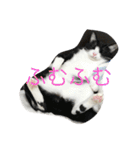 猫パトロール（個別スタンプ：2）