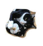 猫パトロール（個別スタンプ：3）