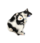 猫パトロール（個別スタンプ：4）