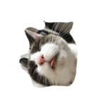 猫パトロール（個別スタンプ：5）