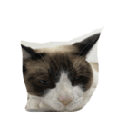 猫パトロール（個別スタンプ：6）