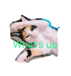 猫パトロール（個別スタンプ：7）