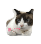 猫パトロール（個別スタンプ：8）