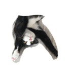 猫パトロール（個別スタンプ：9）
