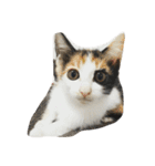 猫パトロール（個別スタンプ：11）