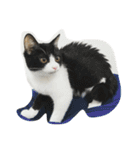 猫パトロール（個別スタンプ：12）
