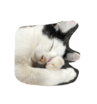 猫パトロール（個別スタンプ：13）