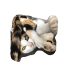 猫パトロール（個別スタンプ：14）