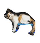 猫パトロール（個別スタンプ：15）