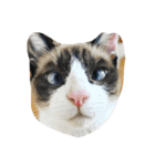 猫パトロール（個別スタンプ：17）