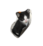 猫パトロール（個別スタンプ：19）