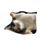 猫パトロール（個別スタンプ：21）