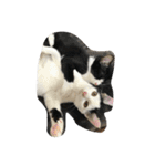 猫パトロール（個別スタンプ：25）