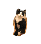 猫パトロール（個別スタンプ：28）