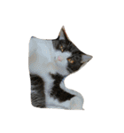 猫パトロール（個別スタンプ：30）