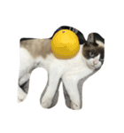 猫パトロール（個別スタンプ：31）