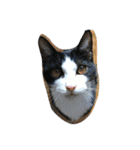 猫パトロール（個別スタンプ：32）