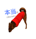 表情豊かな愛犬(日常)2（個別スタンプ：1）