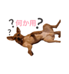 表情豊かな愛犬(日常)2（個別スタンプ：3）