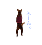 表情豊かな愛犬(日常)2（個別スタンプ：4）