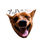 表情豊かな愛犬(日常)2（個別スタンプ：5）