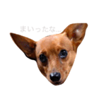表情豊かな愛犬(日常)2（個別スタンプ：6）