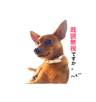 表情豊かな愛犬(日常)2（個別スタンプ：7）