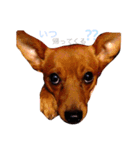 表情豊かな愛犬(日常)2（個別スタンプ：8）