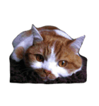 たかはし家の猫（個別スタンプ：1）