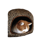 たかはし家の猫（個別スタンプ：2）
