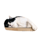 たかはし家の猫（個別スタンプ：3）