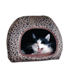 たかはし家の猫（個別スタンプ：4）