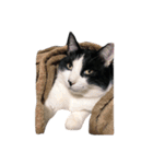 たかはし家の猫（個別スタンプ：5）