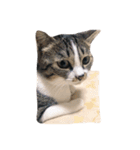たかはし家の猫（個別スタンプ：8）
