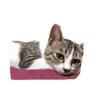 たかはし家の猫（個別スタンプ：9）