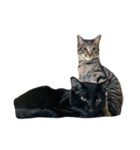たかはし家の猫（個別スタンプ：10）