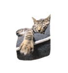 たかはし家の猫（個別スタンプ：12）