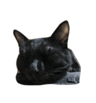 たかはし家の猫（個別スタンプ：14）
