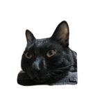 たかはし家の猫（個別スタンプ：15）