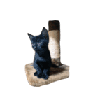 たかはし家の猫（個別スタンプ：16）
